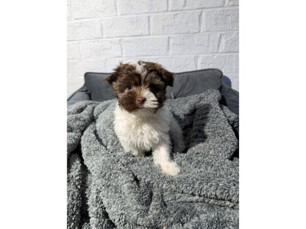 [#6464] Chocolate / White Male Havanese Puppies for Sale