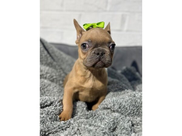 [#6469] Blue Fawn Male French Bulldog Puppies for Sale
