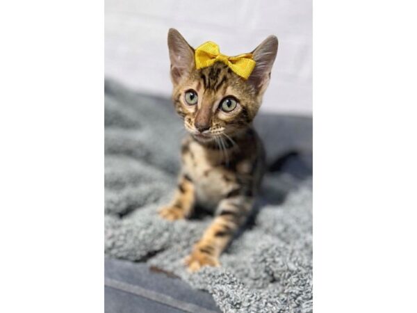 [#6470] Brown / Black Male Bengal Kittens for Sale