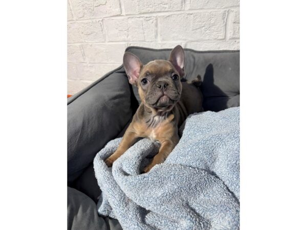 [#6476] Blue Fawn Female French Bulldog Puppies for Sale