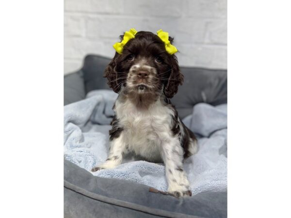 [#6490] Chocolate / White Female Cocker Spaniel Puppies for Sale
