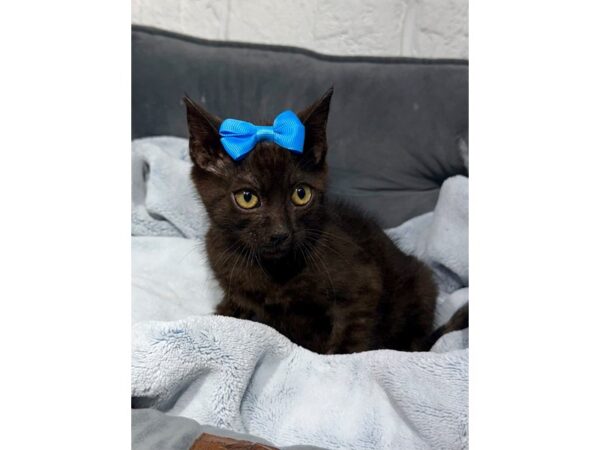 [#6486] Black Amber Male Bengal Kittens for Sale