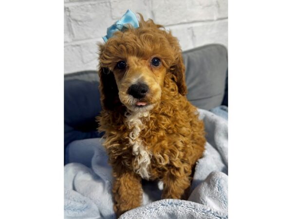 [#6500] Red Male Poodle Mini Puppies for Sale