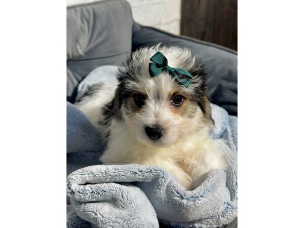 [#6495] Black Male Yochon Puppies for Sale