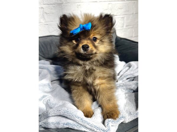 [#6496] Wolf Sable Male Pomeranian Puppies for Sale