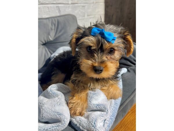 [#6502] Black / Tan Male Yorkshire Terrier Puppies for Sale