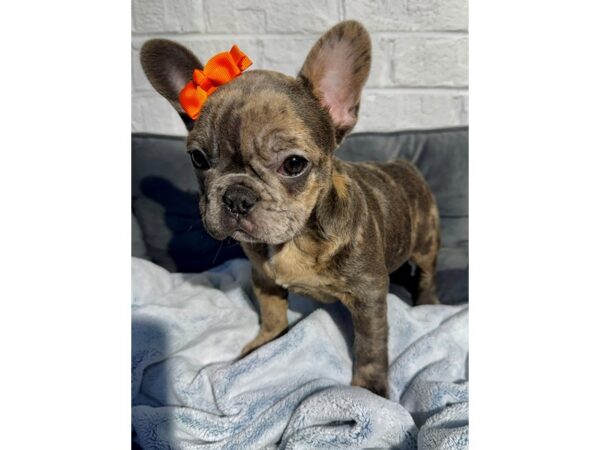 [#6494] Merle Male French Bulldog Puppies for Sale
