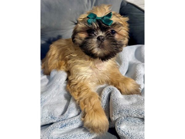 [#6501] Sable Male Shih Tzu Puppies for Sale