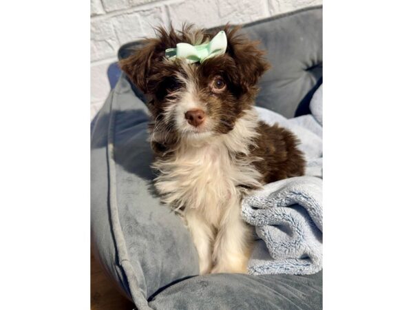 [#6498] choco wht Male Toy Aussie Poo Puppies for Sale