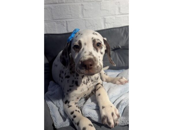 [#6506] White / Liver Female Dalmatian Puppies for Sale