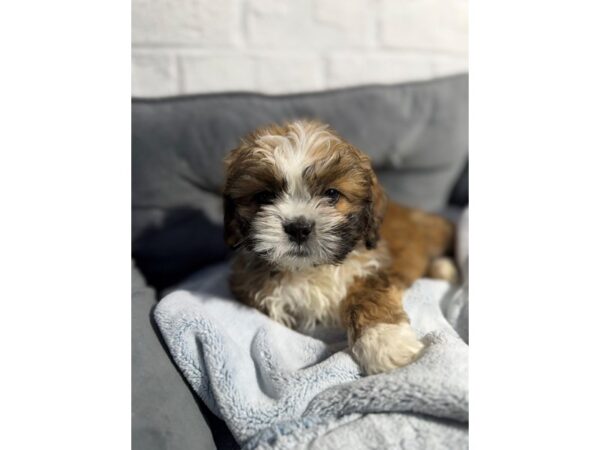 [#6507] Brown Male Lhasa Apso Puppies for Sale