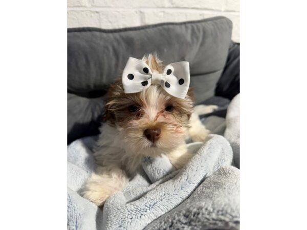 [#6508] Red wht Female Havanese Puppies for Sale