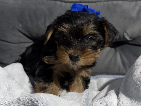 [#6520] blk tn Female Yorkshire Terrier Puppies for Sale