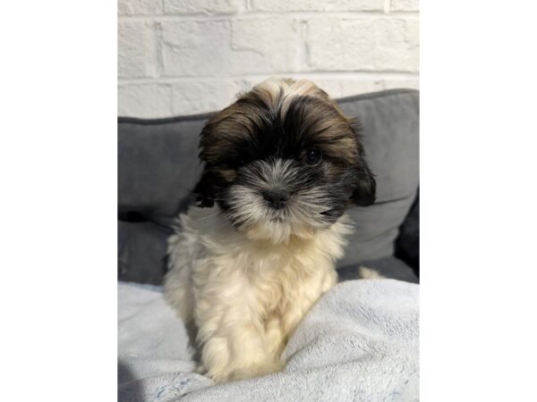 [#6518] Sable Male ShizaPoo Puppies for Sale