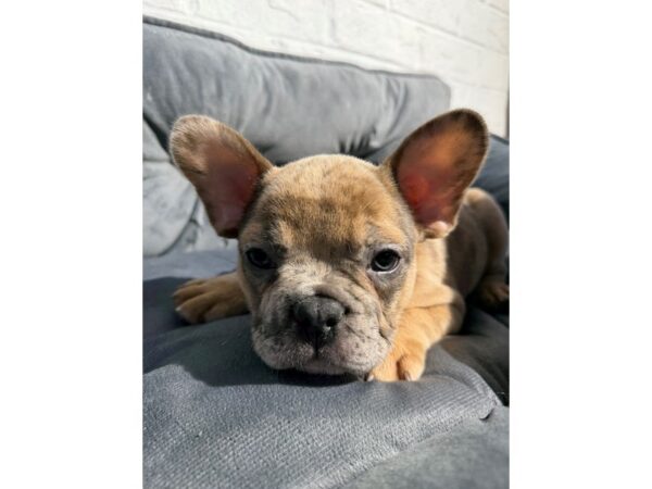 [#6513] Red Merle Male French Bulldog Puppies for Sale