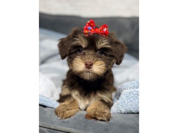 [#6522] Chocolate / Tan Female Havashire Puppies for Sale