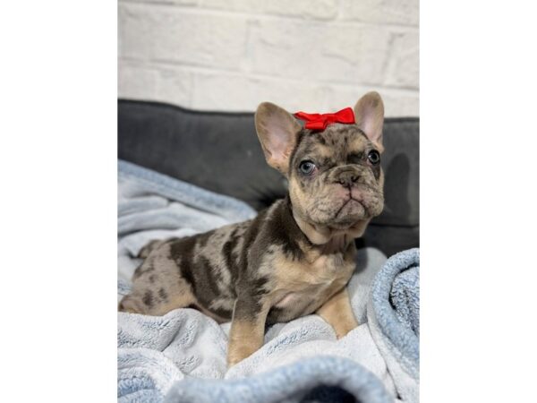 [#6523] Blue Merle Female French Bulldog Puppies for Sale