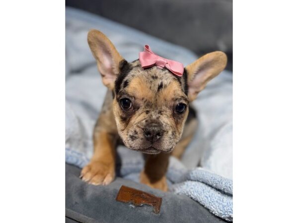 [#6524] Blue Merle / Tan Female French Bulldog Puppies for Sale