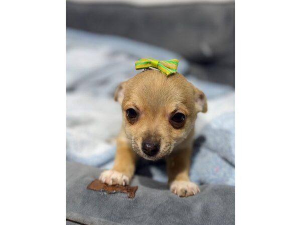 [#6526] TN Male Chihuahua Puppies for Sale