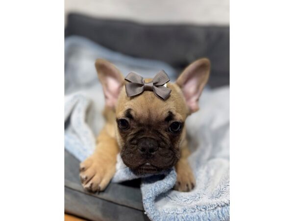 [#6511] Blue Fawn Male French Bulldog Puppies for Sale