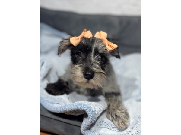 [#6517] Merle Female Miniature Schnauzer Puppies for Sale