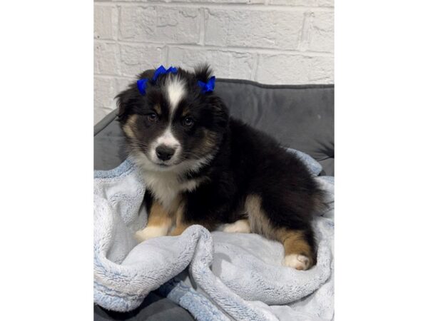 [#6519] Black tri Male Aussiepoo Puppies for Sale