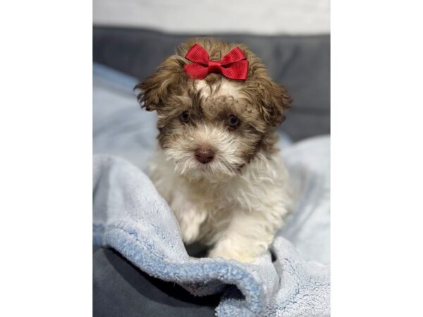 [#6512] Gold / White Female Havapoo Puppies for Sale