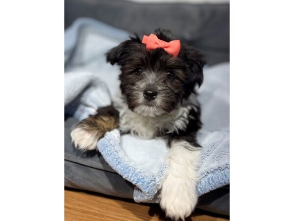 [#6514] Black / White Female Havanese Puppies for Sale