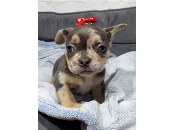 [#6509] Blue Merle Female French Bulldog Puppies for Sale