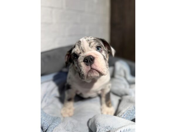 [#6516] Blue Merle Male Bulldog Puppies for Sale