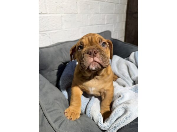 [#6515] Red Male Bulldog Puppies for Sale