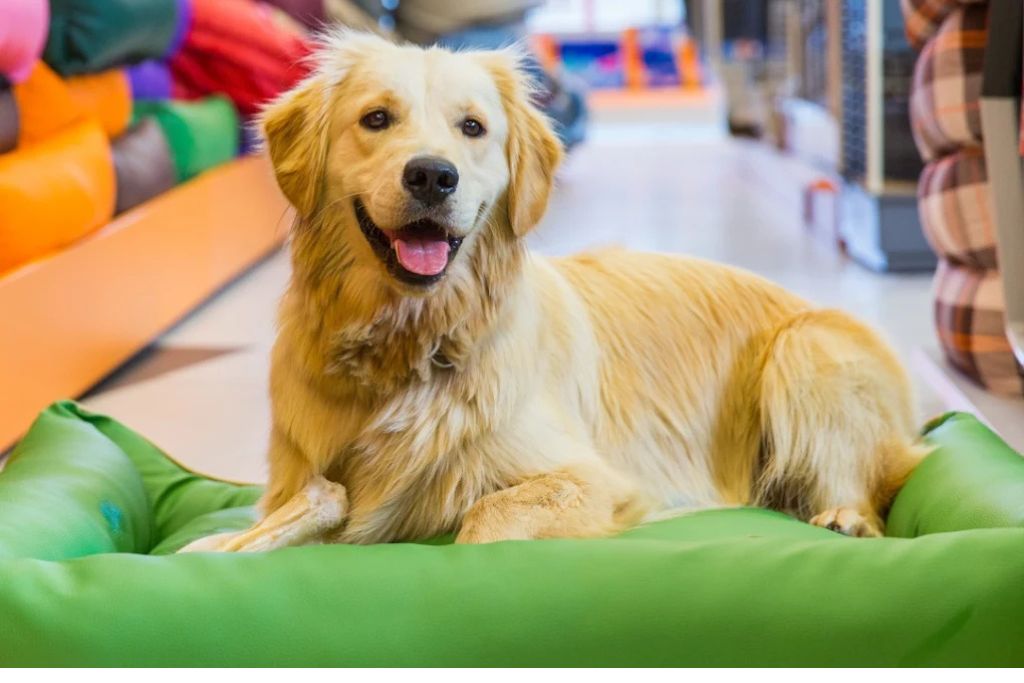 Your Dog’s Summer Job Would Definitely Be…